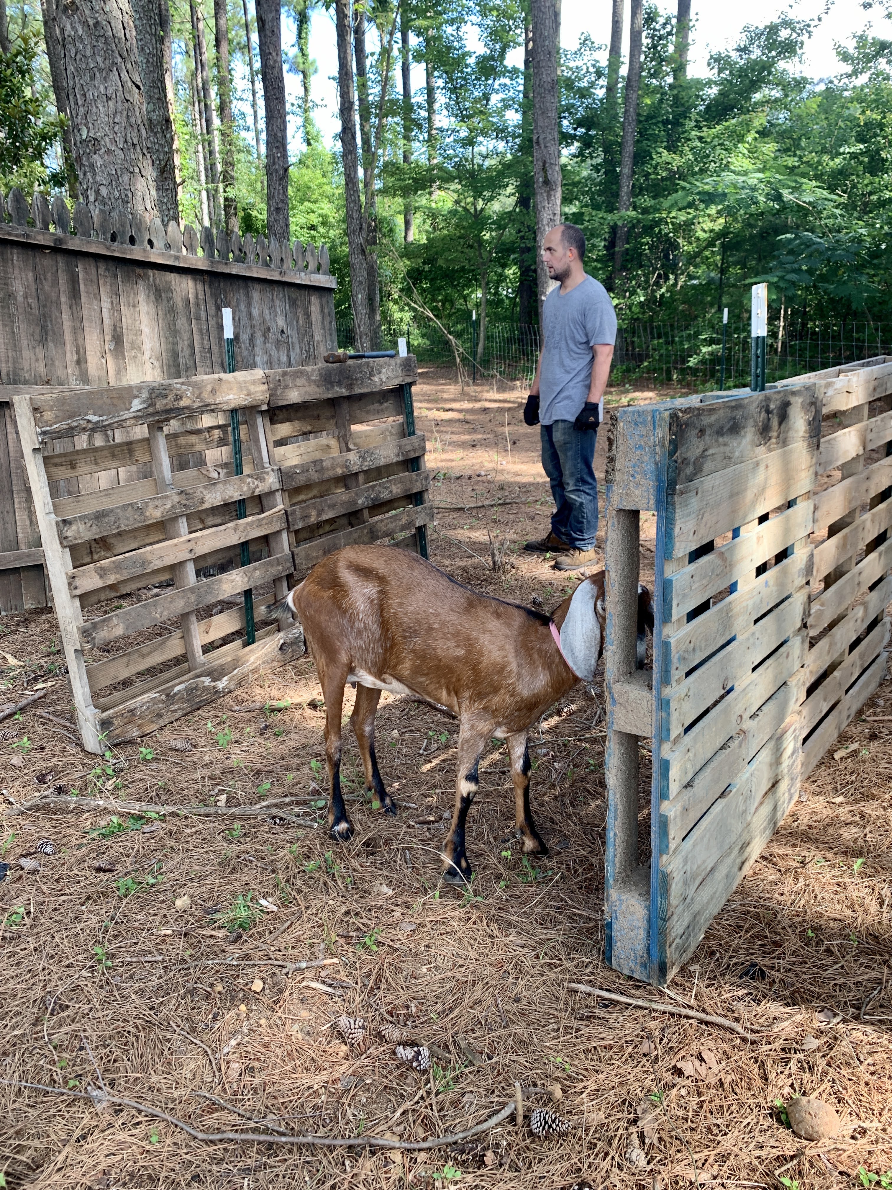 goat building